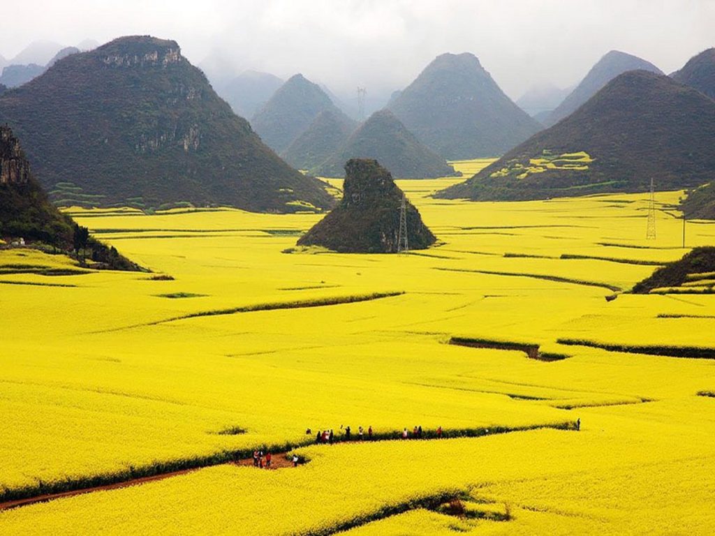مزارع گل‌های زرد کانولا در لوپینگ چین