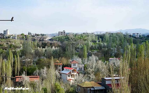  درخت سرو کهنسال در طرقبه مشهد با قدمت ۷۰۰ ساله