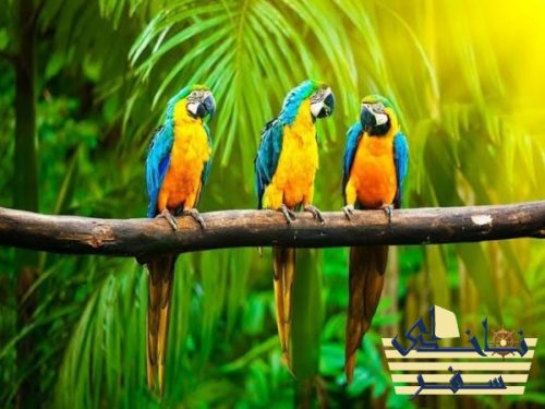 باغ پرندگان آفریقا