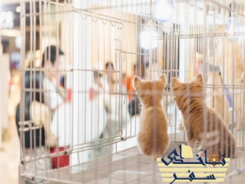 نمایشگاه حیوانات خانگی دبی برای گربه ها